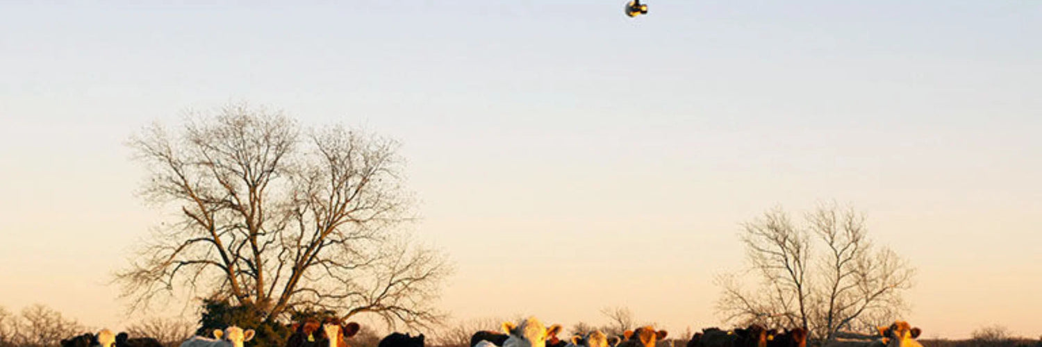 Cattle Mustering