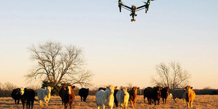 Cattle Mustering